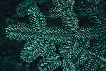Frozen Christmas trees. Green pine branches are covered with hoarfrost. Winter and Christmas background. Top view. Copy, empty space for text