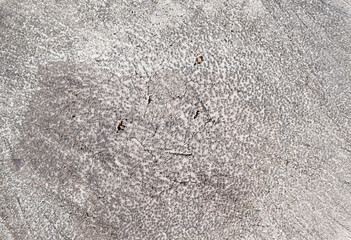 The surface of the cross section of the coconut tree