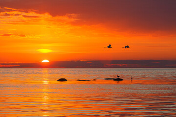 Silhouette seagulls in the deep orange sky at sunset. Telephoto lens.