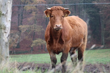 cows in a field