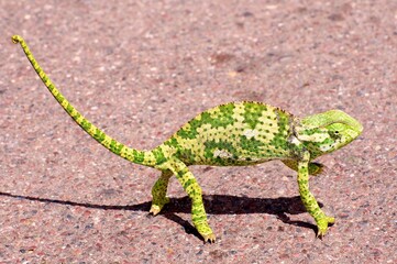 Chameleon on the road