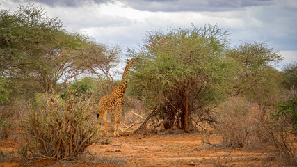 Fototapeta na wymiar Giraffe in savannah having meals