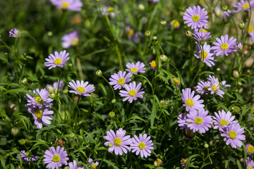Obraz premium Violet Aster flowers bloom in the garden