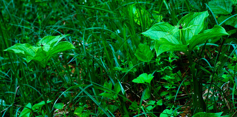 Czworolist pospolity (Paris quadrifolia L.) jest rośliną bogatą we flawonoidy, jest również...