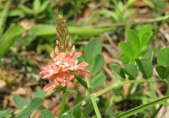 Indigofera spicata flowers in Florida nature, closeup