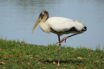 Wood stork near the pond in Florida nature, closeup