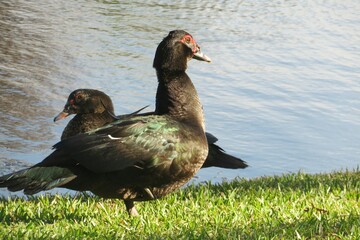 Muscovy ducks on grass near the river in Florida, closeup