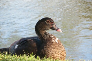 Female duck on the lake, closeup