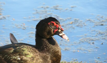 Muscovy duck on blue water background, closeup
