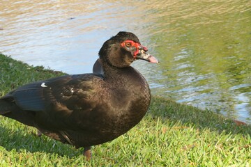 Muscovy duck on the grass near the river
