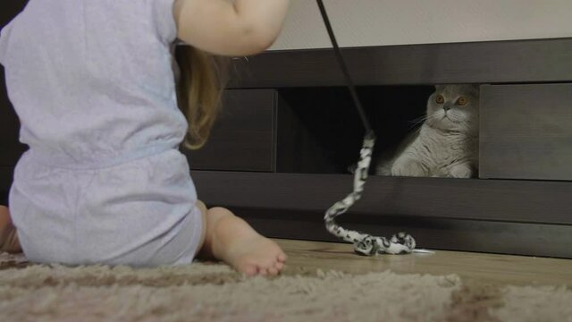 Child and pet at home. Small cute child playing with big fluffy cat. Domestic animal and kid friendship. Cozy scene, lifestyle.