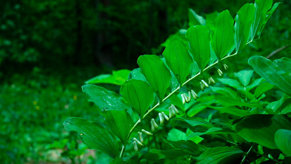 Kokoryczka wielokwiatowa (Polygonatum multiflorum) jest piękną rośliną ozdobną ale również jest rośliną leczniczą © JDziedzic