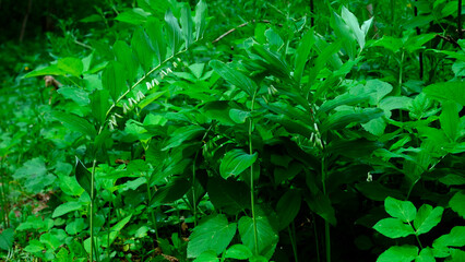 Kokoryczka wielokwiatowa (Polygonatum multiflorum) jest piękną rośliną ozdobną ale również jest rośliną leczniczą © JDziedzic