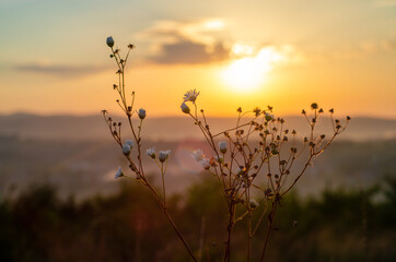 Obraz premium sunset in the grass