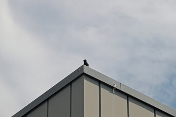 Amsel