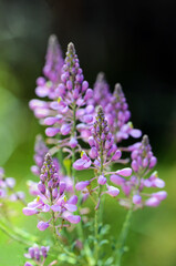 Purple wildflowers of the Australian native Comesperma ericinum growing in coastal heath in the Royal National Park. Known as pyramid flower, heath milkwort and pink matchheads
