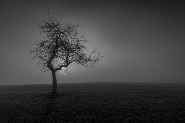 Einsamer Baum im Nebelgrau