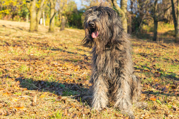 Joyous young female Bergamasco Shepherd dog with black coat is seen on an autumn day outside in a park in northern Italy, Europe.
