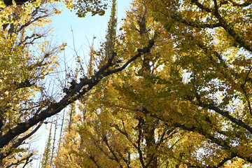 yellow-colored ginkgo tree leaves in Tokyo