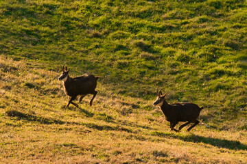 Die G&auml;mse am fr&uuml;hen Morgen