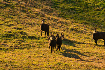 Die G&auml;mse am fr&uuml;hen Morgen