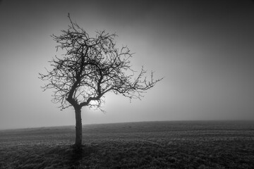 Einsamer Baum im Nebelgrau