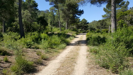 Fototapeta na wymiar Wanderweg zur Serra de Sant Jordi, Mallorca