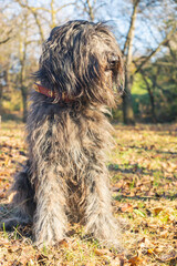 Joyous young female Bergamasco Shepherd dog with black coat is seen on an autumn day outside in a park in northern Italy, Europe.