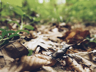 Stag beetle in an aggressive posture on autumn leaves