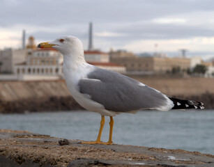 Seagull seated on the wall of the Cadiz promenade, in the background characteristic buildings of the city