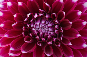 Fototapeta na wymiar Maroon Red Dahlia Flower Closeup