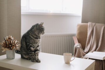 Funny cat on hygge background at home. Cozy Flatlay. Scandinavian style, hygge concept. Scottish straight cat indoors