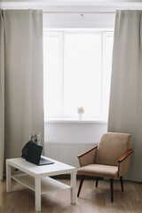 Fototapeta na wymiar Funny cat on hygge background at home. Cozy Flatlay. Scandinavian style, hygge concept. Scottish straight cat indoors