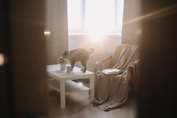 Funny cat on hygge background at home. Cozy Flatlay. Scandinavian style, hygge concept. Scottish straight cat indoors