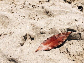 Leaf on the sand of a beach
