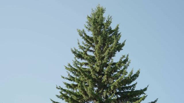 Single fir tree isolated over blue sky