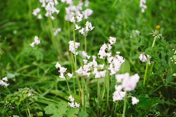 flowers wild garlinc 