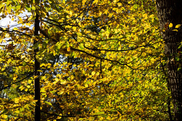 feuillage en automne