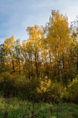 Autumn view of the forest, Bitsa Park (Bitsevski Park), Central Chertanovo, Moscow, Russia