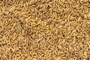 Background from pile of paddy rice and and rice seed, Brown of rice grain and close-up of rice pile