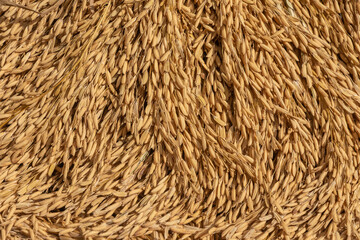 Background from pile of paddy rice and and rice seed, Brown of rice grain and close-up of rice pile