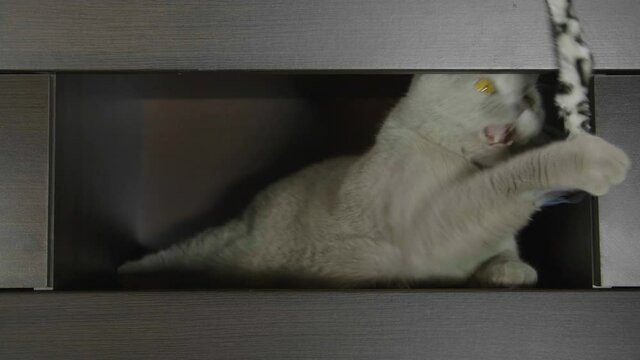 Big fluffy and playful cat playing with a toy at home. Cat playing and hunting.