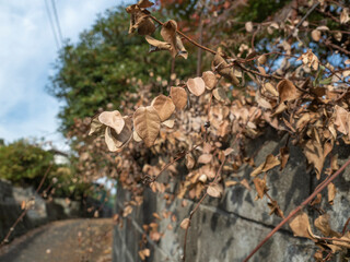 秋の田舎の路地