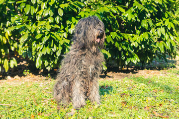 Joyous young female Bergamasco Shepherd dog with black coat is seen on an autumn day outside in a park in northern Italy, Europe.