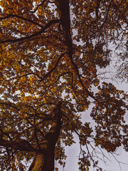 tree in autumn, autumn mood.