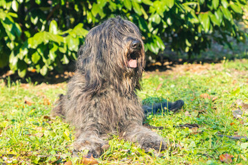 Joyous young female Bergamasco Shepherd dog with black coat is seen on an autumn day outside in a park in northern Italy, Europe.