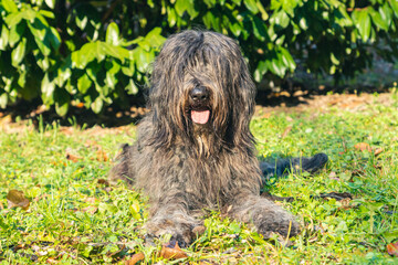 Joyous young female Bergamasco Shepherd dog with black coat is seen on an autumn day outside in a park in northern Italy, Europe.