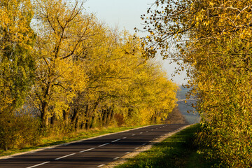 Beautiful road in the beautiful trees. A country road in the fall. Autumn in the park. Empty race track.