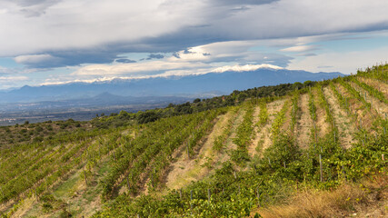 Fototapeta na wymiar Vineyards in Alt Emporda with Snow covered Canigo Mountain in the Background