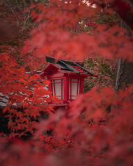 Red lantern in autumn at Japanese shrine
